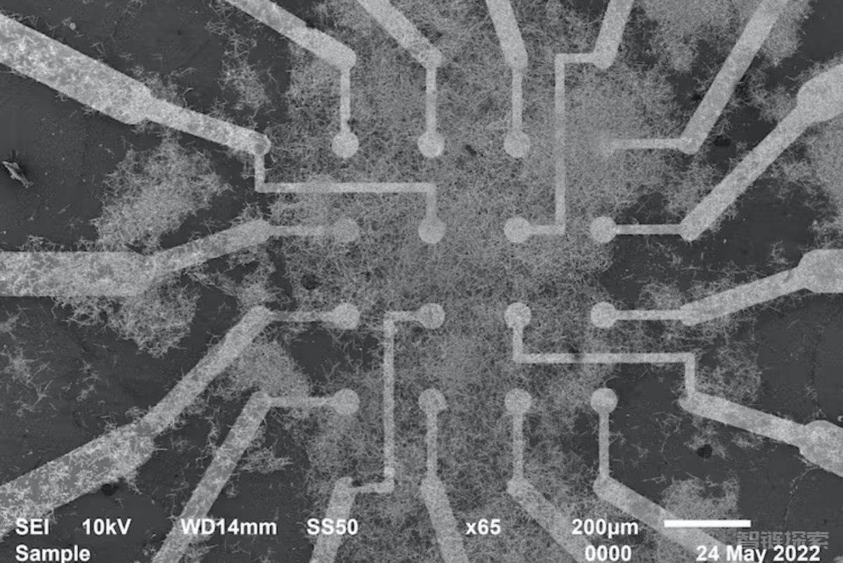 新突破：科学家研发类脑纳米线网络，让 AI 模仿人类实时学习和记忆