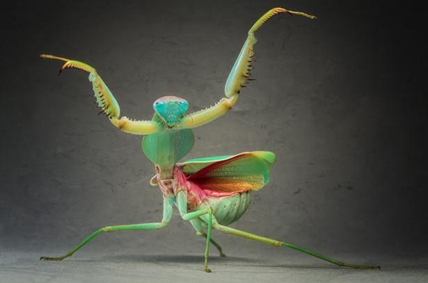 🦋 鲜为人熟知的昆虫世界：探秘微观生命的神奇之旅！